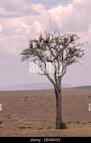 Group of vultures roosting in a acacia tree. Image taken in the Masai Mara, Kenya. Stock Photo