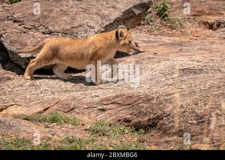 Tiny lion cub - part of the Black Rock Pride of lions - walks on the rocks just outside the entrance to its den. Image taken in the Maasai Mara, Kenya Stock Photo