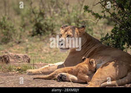 Mother lioness from the Black Rock Pride nurses her young cub. Image taken in the Masai Mara, Kenya. Stock Photo