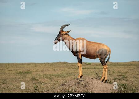 Topi standing on a termite hill. Image taken in the Maasai Mara, Kenya. Stock Photo
