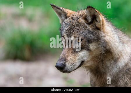 Grey wolf in the forest Stock Photo
