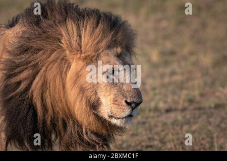 Close up of a large male lion walking through the grass on the savanna. Image taken in the Maasai Mara, Kenya. Stock Photo