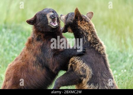 American Black Bear fighting in the meadow Stock Photo