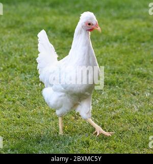 White hen and green grass - free range chicken - one Stock Photo