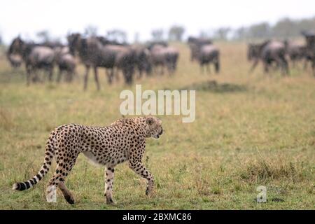 A cheetah approaches a herd of wildebeest in the rain to begin hunting. Image taken in the Masai Mara, Kenya. Stock Photo