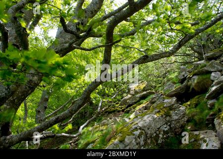 Altehrwürdige Buchenwälder auf dem GR 10 in den Pyrenäen Stock Photo