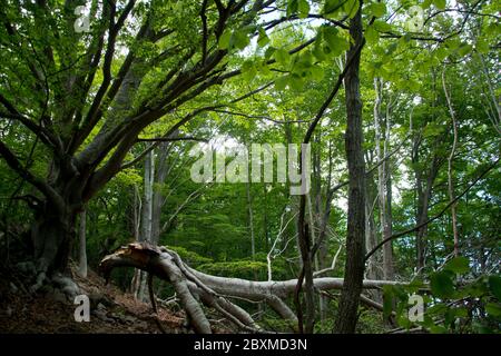 Altehrwürdige Buchenwälder auf dem GR 10 in den Pyrenäen Stock Photo