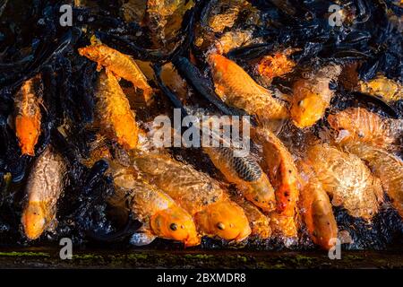 Movement of Fancy carp fishes in a pond. Tirta Gangga Water Palace. Bali, Indonesia Stock Photo