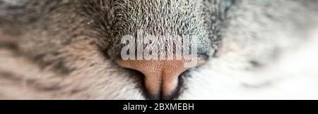 Macro. Cat and nose. cat nose, banner size, soft focus Stock Photo