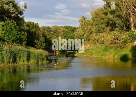 Wetlands of Donau Auen National park au sunset. Austria Stock Photo