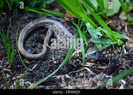 Close up of Sand lizard (Lacerta agilis) in the forest grass. Donau Auen National Park, Austria Stock Photo