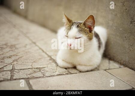 cute white cat resting on a stone floor outdoors Stock Photo