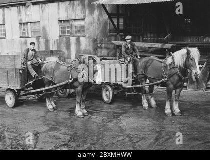 In the 1950s. Two delivery men with their horses. At this time lorries and cars was beginning to take over transports in favor of the horse drawn carriages. According to the caption, these two horses are the last two of the original 100 horses used by the company. Sweden 1954 Stock Photo