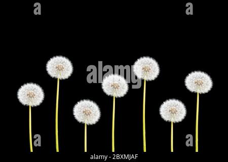 Dandelion seed heads isolated on black background. Stock Photo