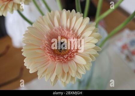 White pink gerbera in a vase in a bouquet of the Mindset type Stock Photo