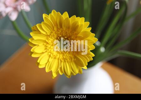 Yellow gerbera in a vase in a bouquet of the bolero cancan type Stock Photo