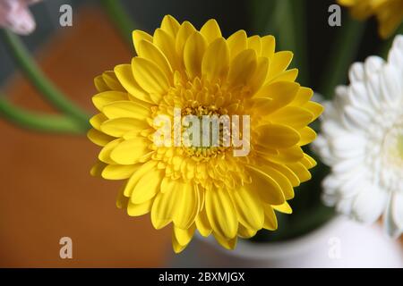 Yellow gerbera in a vase in a bouquet of the bolero cancan type Stock Photo