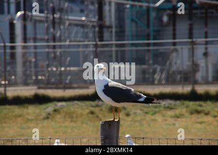 Large seagull on a pole to guard its colony in the harbor area in Rotterdam Stock Photo