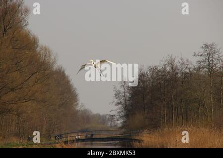 An Egret approaches to land along the ditch in search of food in Park Hitland in Nieuwerkerk aan den IJssel Stock Photo