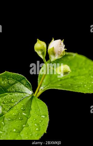 Studio close-up of three moist buds of a European pipe bush (lat .: philadelphus coronarius) with single freshly opened buds and leaves on a black. Stock Photo