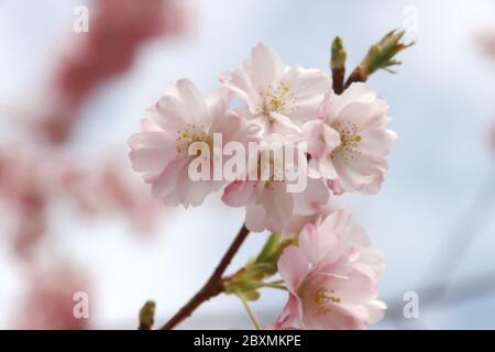 White and pink blossom flowers of the Prunus tree in public park in Nieuwerkerk aan den IJssel in the Netherlands Stock Photo