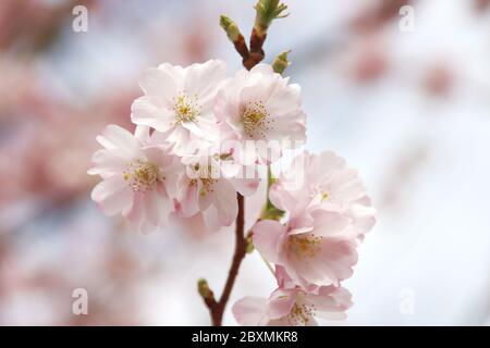 White and pink blossom flowers of the Prunus tree in public park in Nieuwerkerk aan den IJssel in the Netherlands Stock Photo