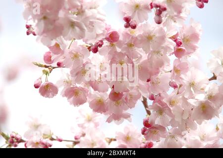 White and pink blossom flowers of the Prunus tree in public park in Nieuwerkerk aan den IJssel in the Netherlands Stock Photo