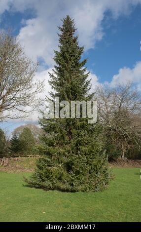 Spring Foliage of an Evergreen Conifer Serbian Spruce Tree (Picea omorika) Growing in a Pinetum in Rural Cornwall, England, UK Stock Photo