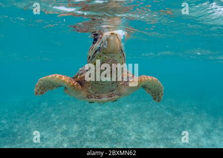Loggerhead seaturtle is taking a breath from underwater at the Belize Barrier Reef