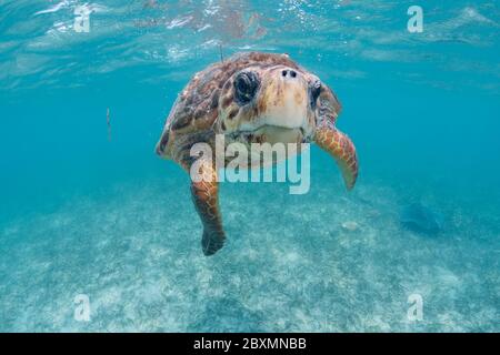 Loggerhead seaturtle is looking into the camera underwater at the Belize Barrier Reef