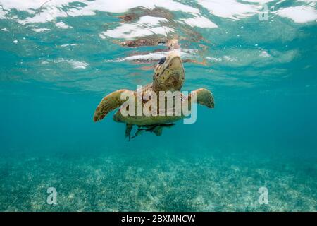 Loggerhead seaturtle is taking a breath from underwater at the Belize Barrier Reef