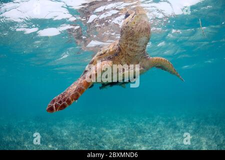 Loggerhead seaturtle is taking a breath from underwater at the Belize Barrier Reef