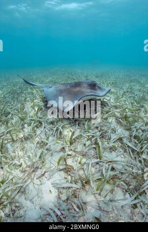 A Southern stingray swimming over a Seagrass meadow at Silky Caye in Belize. Stock Photo