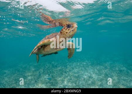 Loggerhead seaturtle is taking a breath from underwater at the Belize Barrier Reef