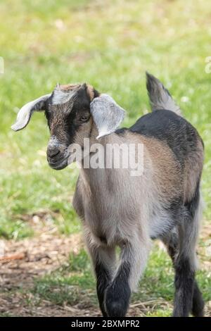 One brown, white, black horned, baby goat kid, standing on the spring grass Stock Photo