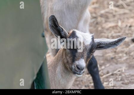 Funny brown, white, black horned, baby goat kid, looks around the corner, head shot Stock Photo