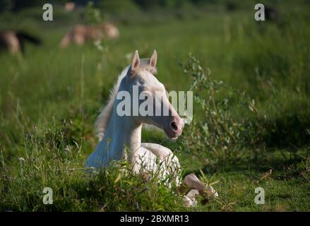 Perlino akhal-teke foal is resting on a green field in summer Stock Photo