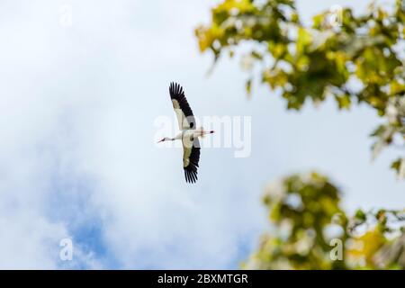 White and black white stork Ciconia ciconia fly up in the air outdoors in springtime. Stock Photo