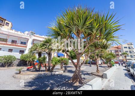 Palm trees on main square in Candelaria, Tenerife island, Spain Stock Photo
