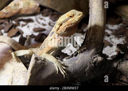 Pogona (bearded dragons) in a reptile house Stock Photo
