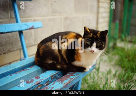 tricolor cat sitting on the old blue bench Stock Photo