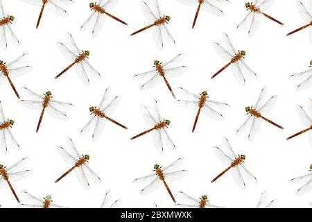 Photo stylized dragonfly isolated on white. Seamless pattern. Repeating texture. Stock Photo