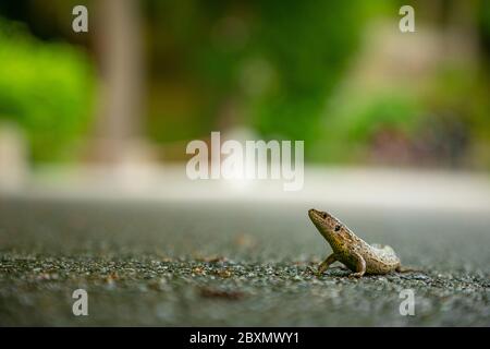 Small lizard on asphalt in park, Czech republic Stock Photo