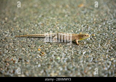Small lizard on asphalt in park, Czech republic Stock Photo