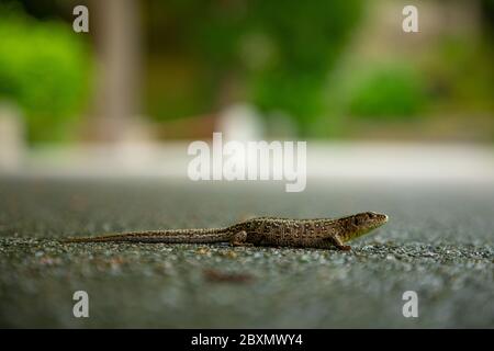 Small lizard on asphalt in park, Czech republic Stock Photo