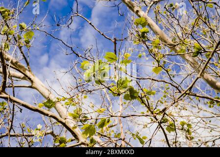 the top branches of a sycamore tree with the sky beyond Stock Photo