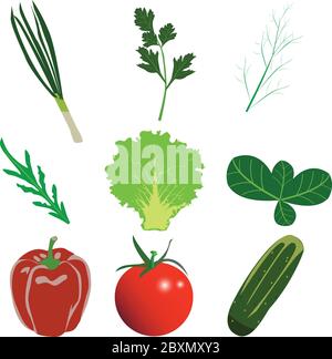 flat vegetables set designs, onion, parsley, tomato, cucumber, salad, dill leaf collection Stock Vector