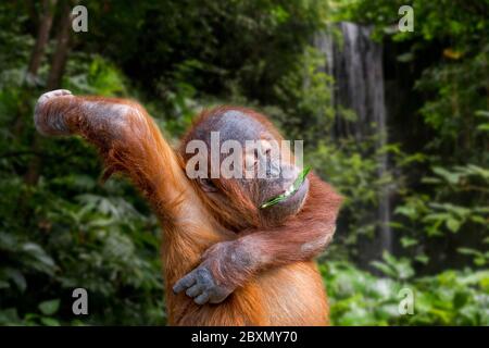 Young Sumatran orangutan (Pongo abelii) eating leaf while scratching itchy armpit, native to the Indonesian island of Sumatra (Digital composite) Stock Photo