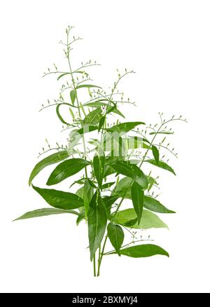Andrographis paniculata plant on white background Stock Photo