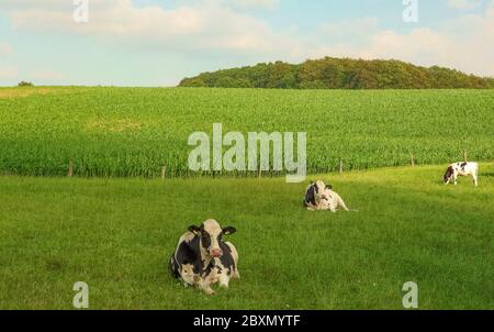 In Germany, efficient Holstein cows are the most frequently used breed in milk production. Stock Photo